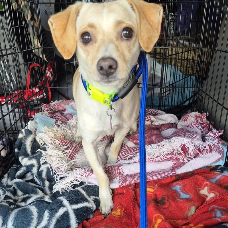 Banana Chip!! thumbnail 2