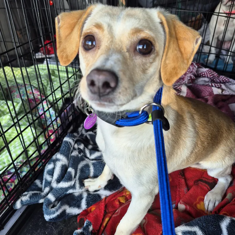 Banana Chip!! thumbnail 3