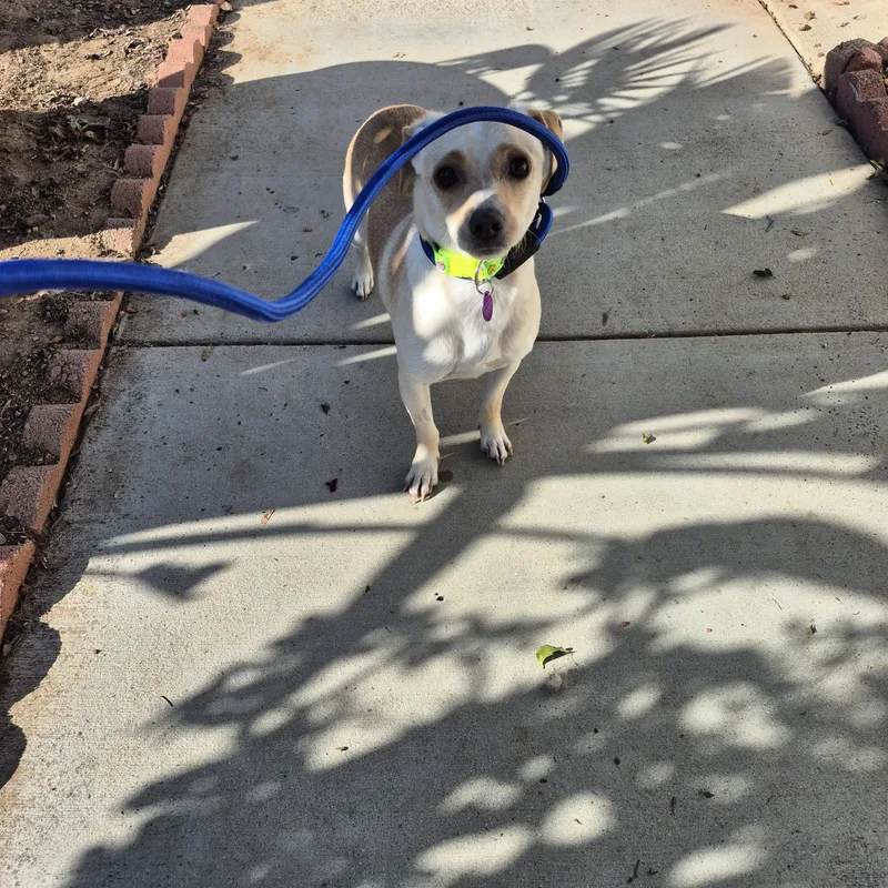 Banana Chip!! thumbnail 4