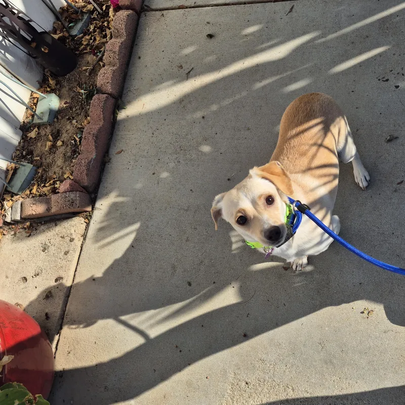 Banana Chip!! thumbnail 5