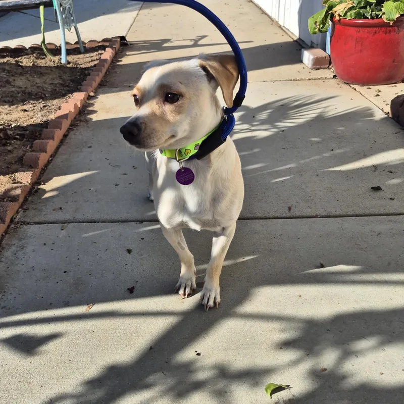 Banana Chip!! thumbnail 6