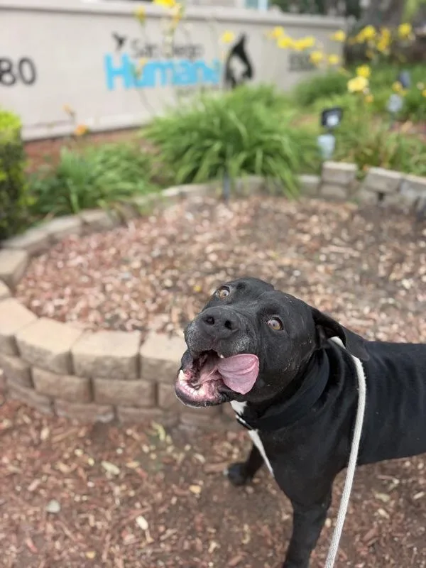 An adult medium-sized male Pit Bull Terrier dog named Bark Hamill for adoption in San Diego, CA