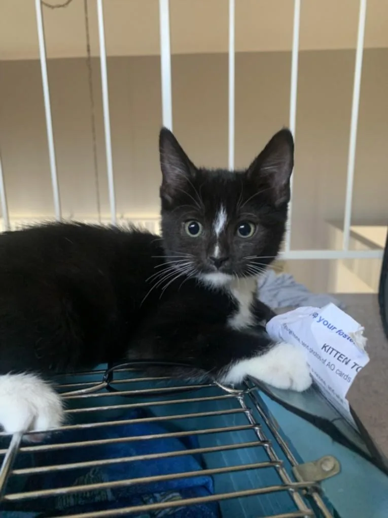 A baby small-sized female Domestic Short Hair cat named Barrett for adoption in Burbank, CA