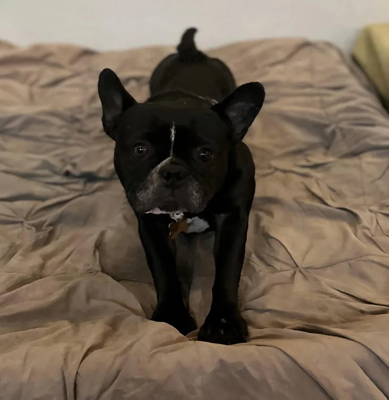 An adult medium-sized female French Bulldog dog named Lola for adoption in Queen Creek, AZ