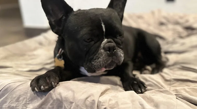 Lola thumbnail 2