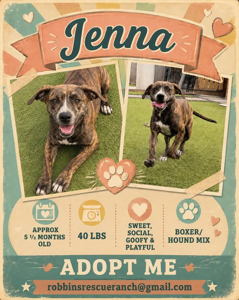 A young large-sized female Hound dog named Jenna for adoption in Brenham, TX