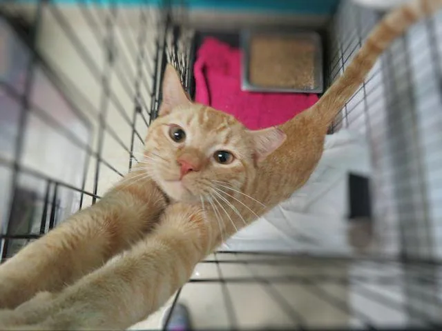 A young large-sized male Domestic Short Hair cat named Notch for adoption in Oklahoma City, OK
