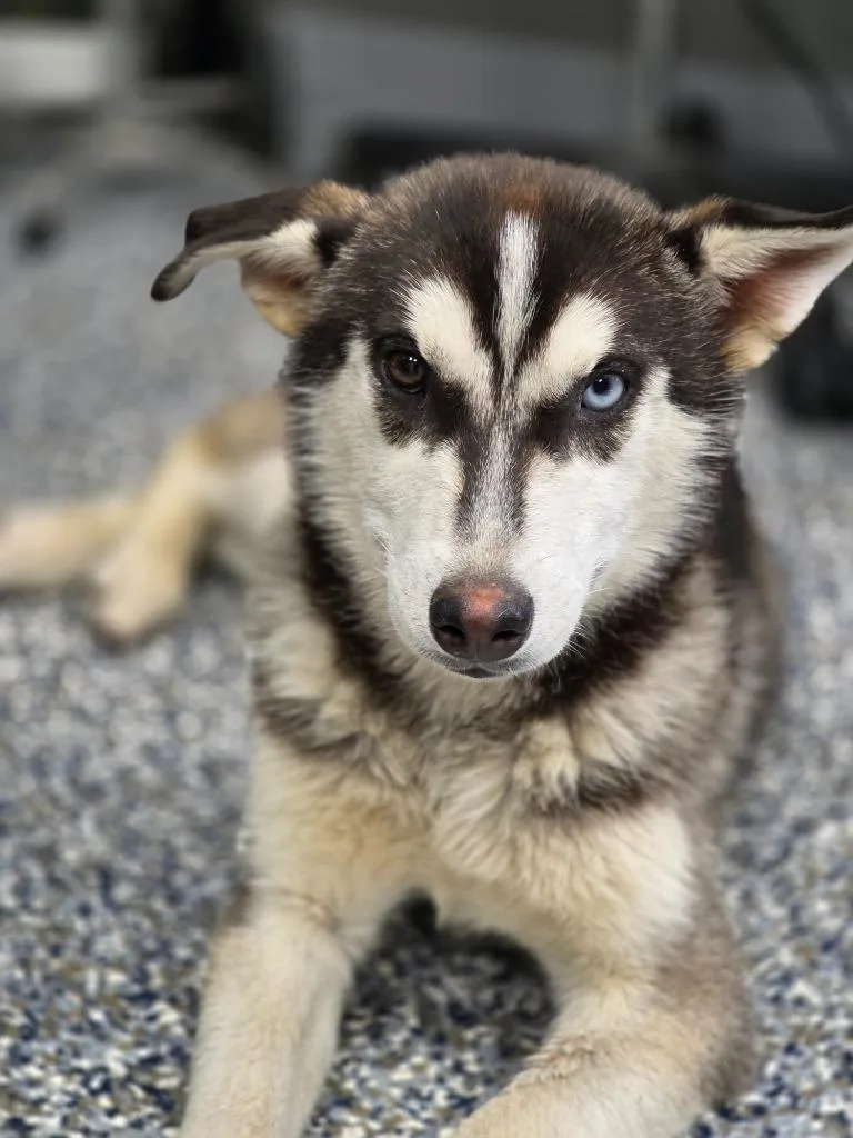 A baby medium-sized female Husky dog named Shyla for adoption in Carthage, MO
