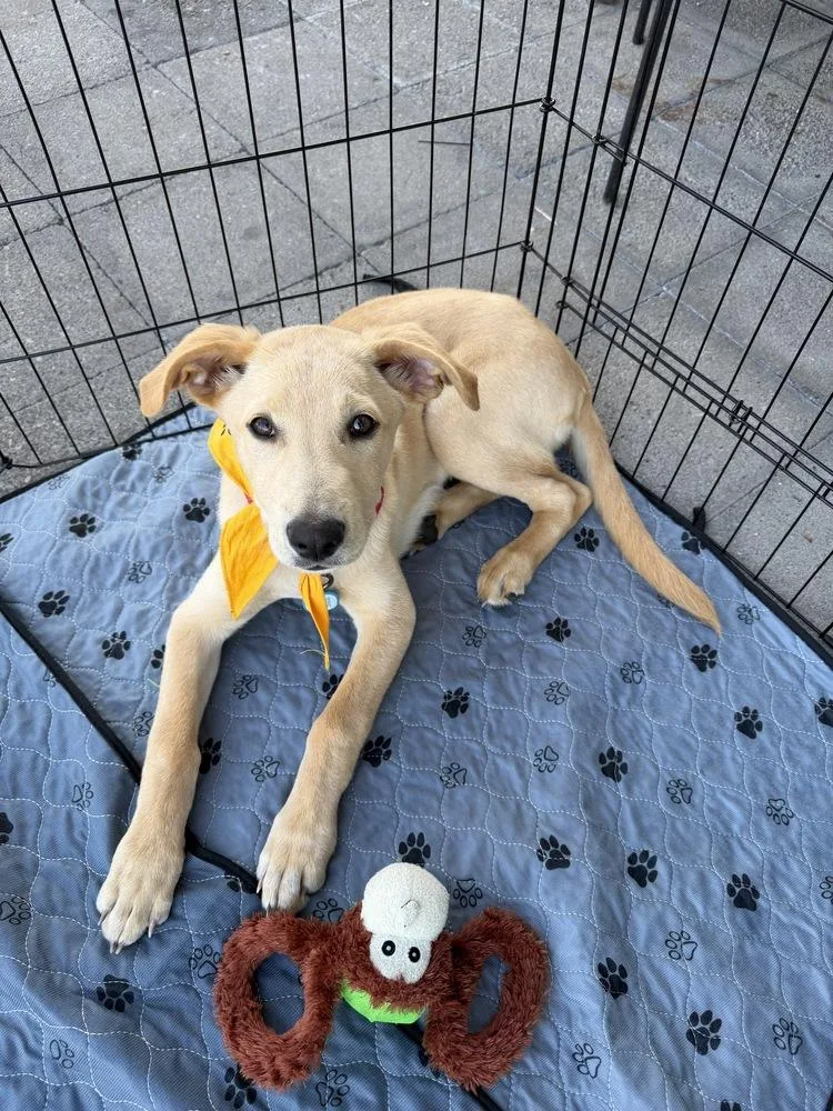 A baby medium-sized male Labrador Retriever dog named Reggie for adoption in Vancouver, WA