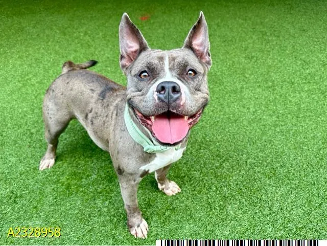 An adult medium-sized female Mixed Breed dog named Owena for adoption in West Palm Beach, FL