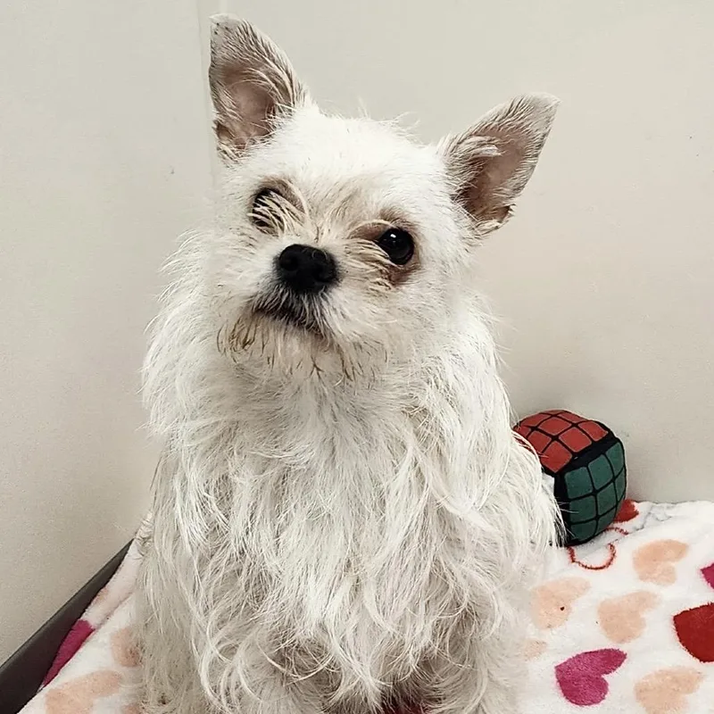 A young small-sized female Terrier dog named Winter for adoption in Cedar Park, TX