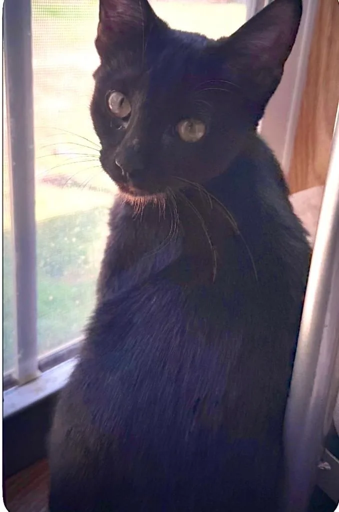 A baby small-sized female Domestic Short Hair cat named Bellatrix for adoption in Claremore, OK