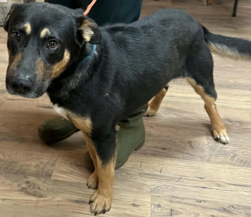 An adult medium-sized male Black Rottweiler dog named Titus for adoption in Baxter, KY
