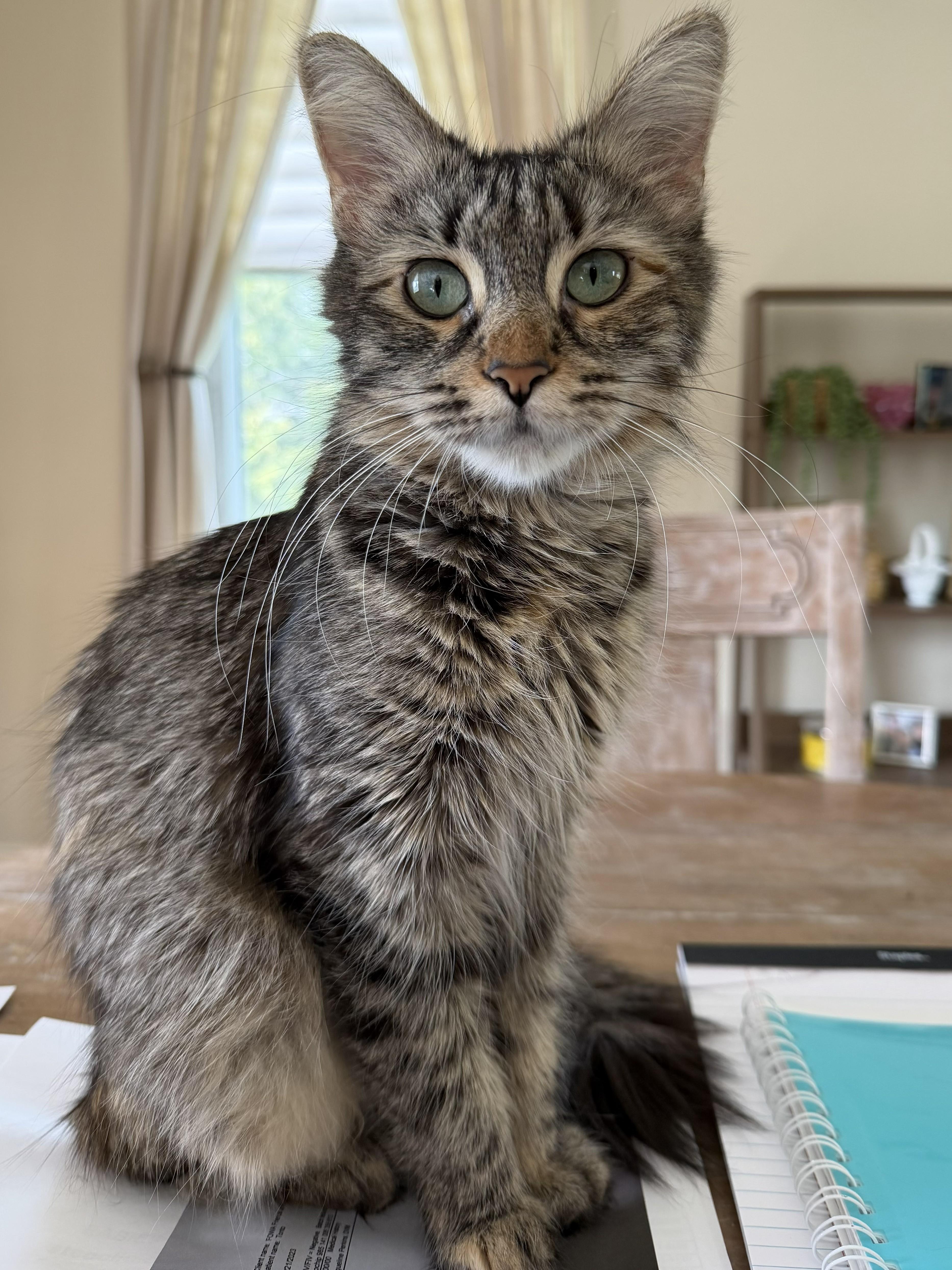 An adult medium-sized female Tabby (Brown / Chocolate) Domestic Long Hair cat named Carlotta for adoption in Wayne, NJ