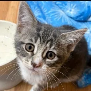 A baby medium-sized female Gray & White Domestic Short Hair cat named Sassy for adoption in Kenhorst, PA