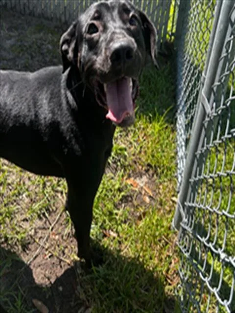 A young medium-sized male Labrador Retriever dog named A for adoption in Wilmington, NC