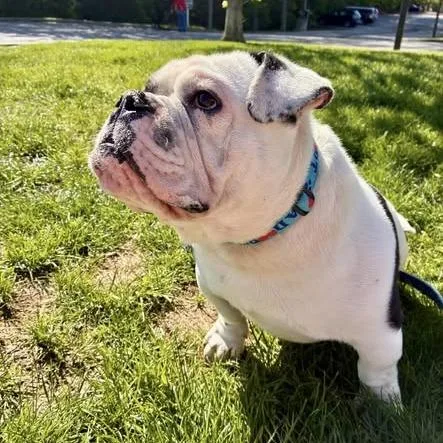 Porkchop