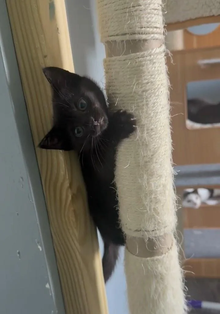 A baby medium-sized female Black Domestic Short Hair cat named Void Squad Hadley for adoption in BUTLER, PA