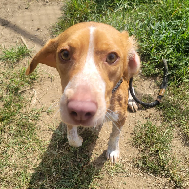 A young small-sized male White / Cream Beagle dog named Rusty for adoption in Mishawaka, IN