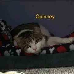 Quinney thumbnail 2