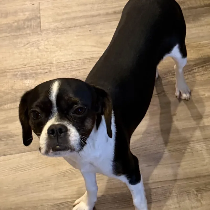 A young small-sized female Black Terrier dog named Oreo for adoption in Las Vegas, NV