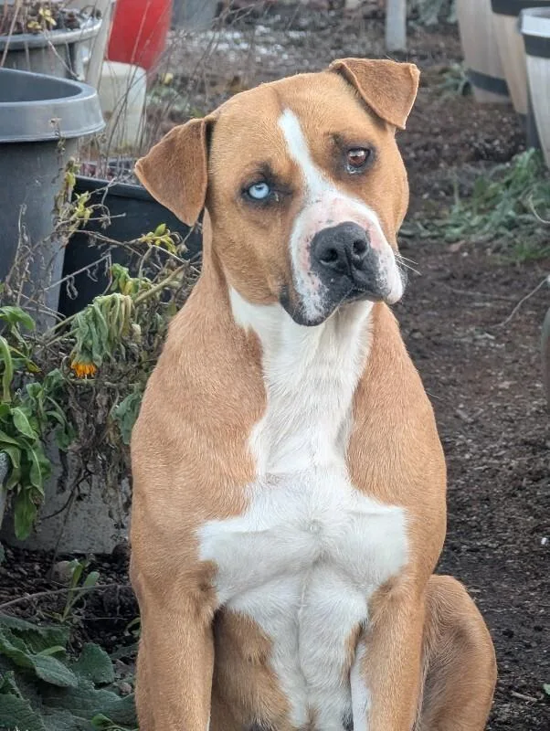 An adult large-sized female Brown / Chocolate Boxer dog named Neela for adoption in North Bend, WA