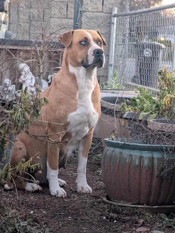 Neela thumbnail 3