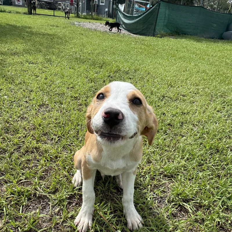 A baby medium-sized male Golden Mixed Breed dog named Austin for adoption in Myakka City, FL