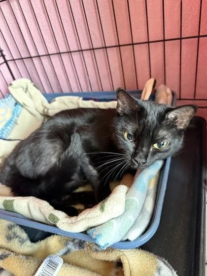 A baby medium-sized female Domestic Short Hair cat named Magnolia for adoption in Winona, MN