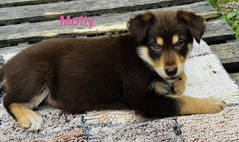 Molly thumbnail 3