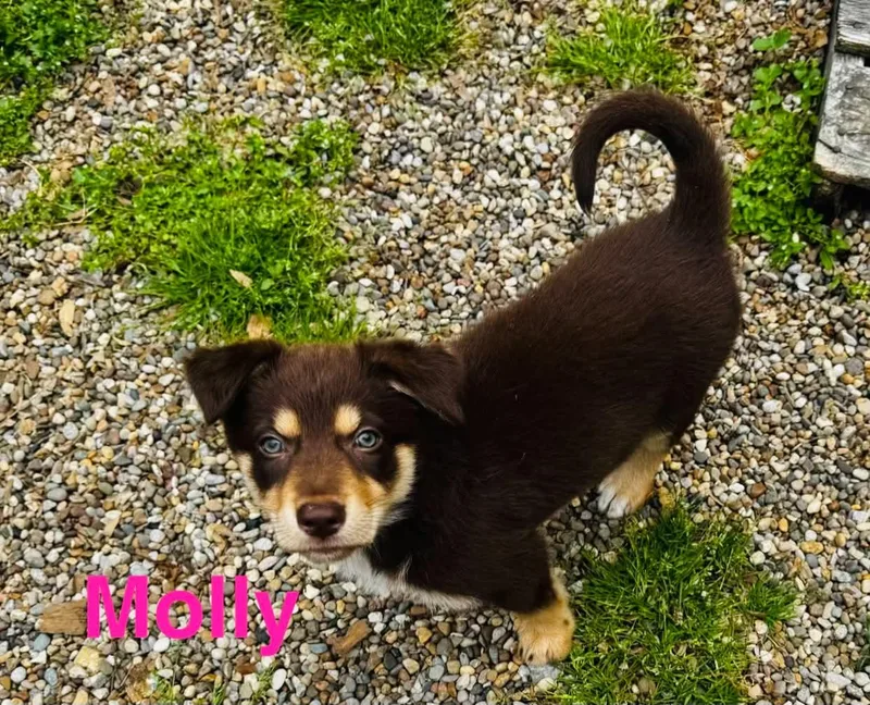 Molly thumbnail 4