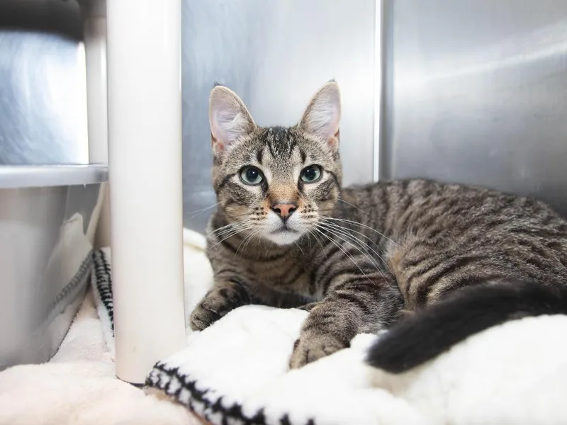 A baby medium-sized female Domestic Short Hair cat named Galatea for adoption in Lansing, KS