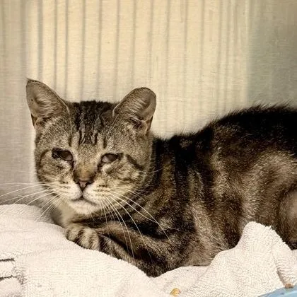 An adult medium-sized female Tabby (Gray / Blue / Silver) Domestic Short Hair cat named Milly for adoption in Athens, GA