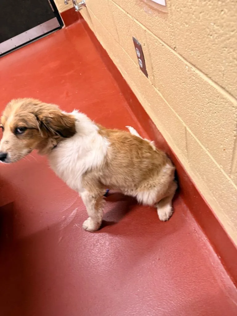 A baby medium-sized female Mixed Breed dog named Taco for adoption in Douglasville, GA