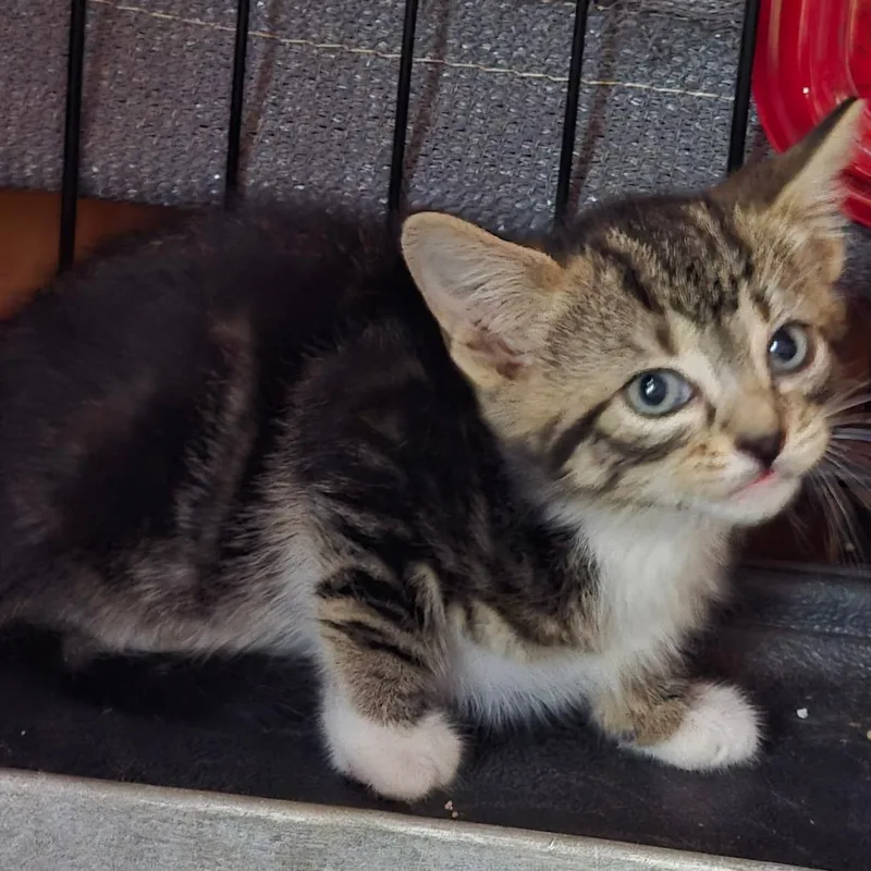 A baby small-sized male Domestic Short Hair cat named Martin for adoption in Bedford, NH