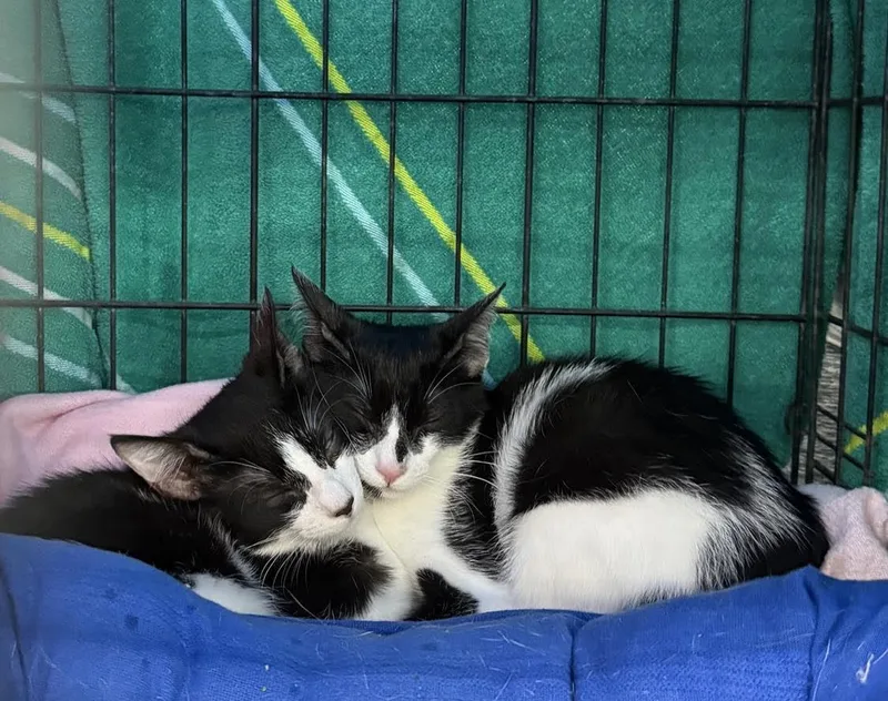 A baby medium-sized female Black Domestic Short Hair cat named Uno & Dos for adoption in Spring Hill, FL