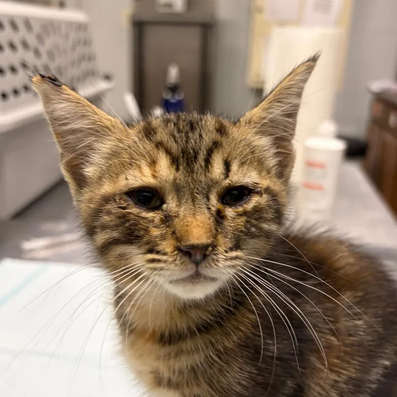A baby small-sized female Brown / Chocolate Domestic Short Hair cat named Nutmeg for adoption in Summerville, SC