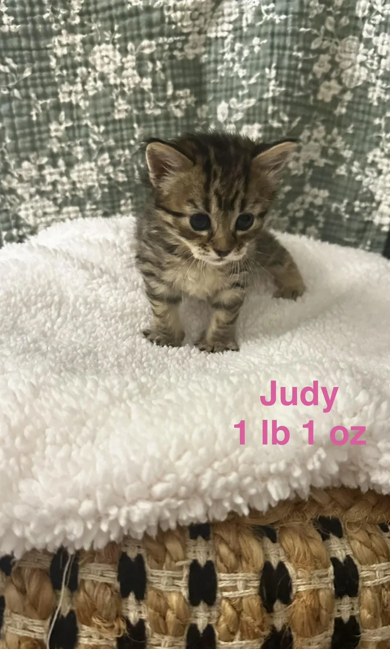 A baby small-sized female Domestic Medium Hair cat named Judy for adoption in Dixon, CA