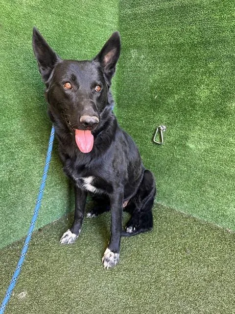 An adult large-sized female German Shepherd Dog dog named Pepper for adoption in Lancaster, CA