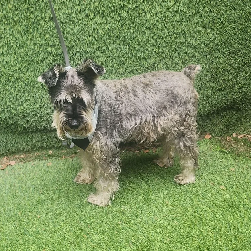 An adult small-sized male Gray / Blue / Silver Miniature Schnauzer dog named Hendrix for adoption in Oak Point, TX