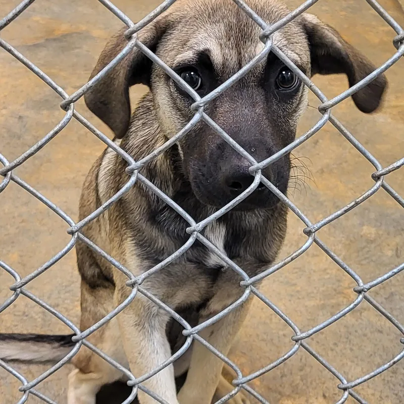 A young medium-sized female Mixed Breed dog named Snickers for adoption in Marion, MS