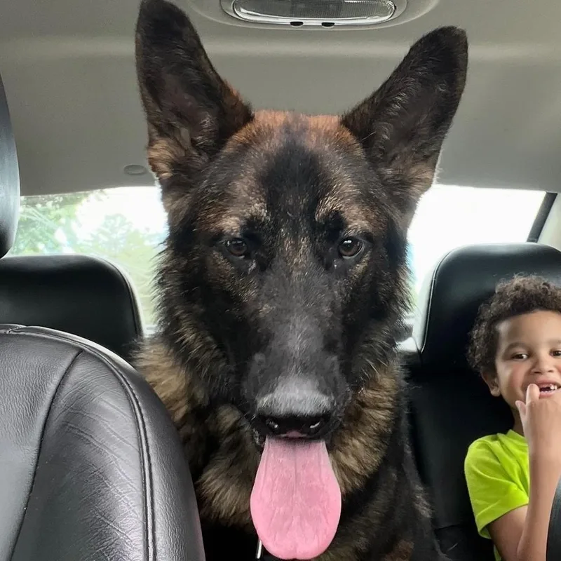 A young large-sized male German Shepherd Dog dog named Draco Courtesy Listing for adoption in Midland, MI