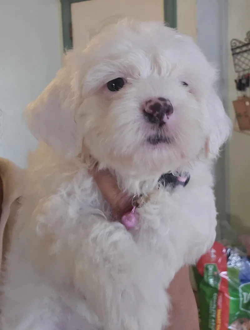 A baby small-sized female White / Cream Maltipoo dog named Xena for adoption in Los Angeles, CA