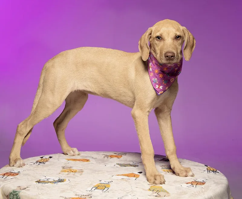 A baby medium-sized female Yellow / Tan / Blond / Fawn Hound dog named Journey for adoption in Cookeville, TN