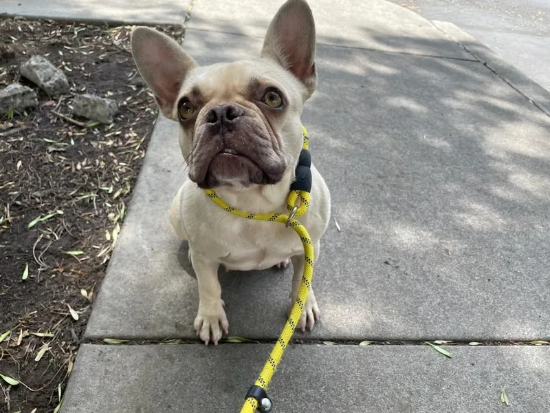An adult small-sized female French Bulldog dog named Gloria for adoption in modesto, CA