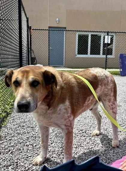 An adult large-sized male Mixed Breed dog named Bindi for adoption in Cincinnati, OH