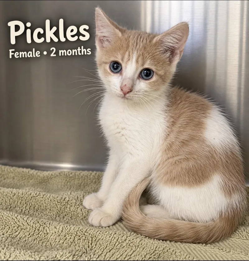 A baby small-sized female Domestic Short Hair cat named Pickles for adoption in Pawleys Island, SC