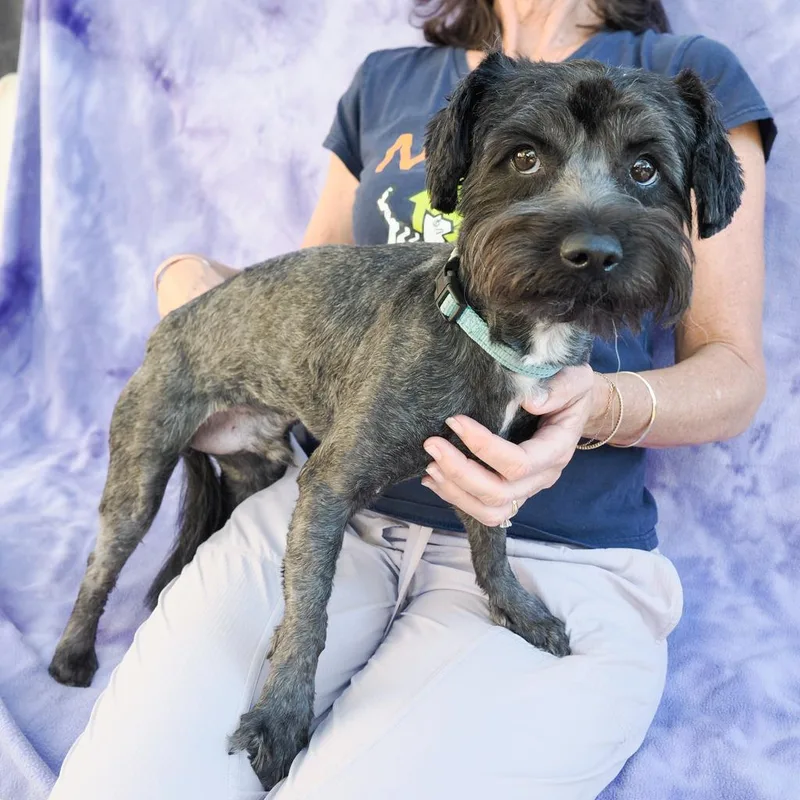 A young small-sized male Miniature Poodle dog named Mikey for adoption in Point Richmond, CA