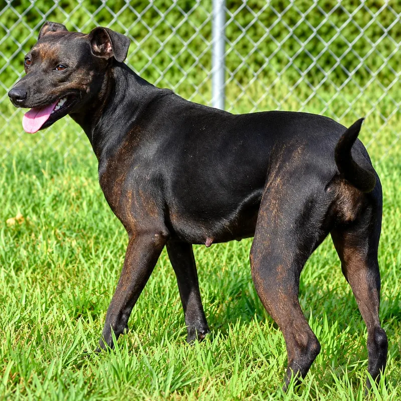 A young medium-sized male Black Labrador Retriever dog named Moxie for adoption in Wedowee, AL