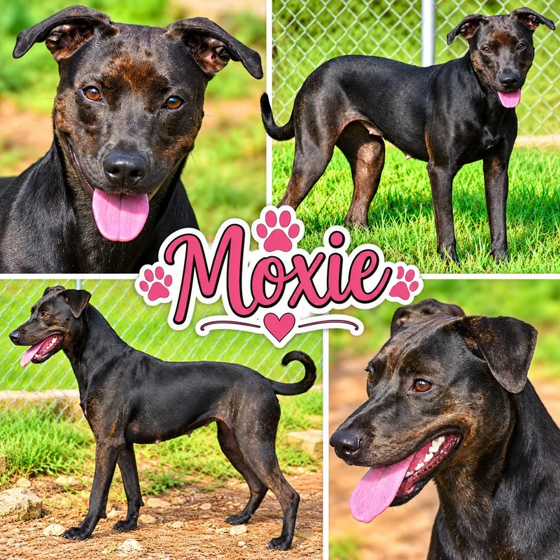 Moxie thumbnail 3